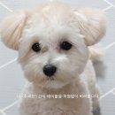 펫팸푸드 이미지