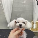 털뭉치이발소 이미지