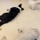 몽구네 애견유치원 이미지