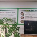 뽕나무칼국수
