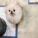 도도한강아지 | 강아지가위컷 미용, 도도한강아지에서 깔끔하게 했어요