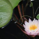 서오지리연꽃마을 이미지