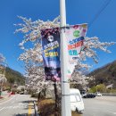 춘천소양강댐 입구 주차장 | 소양강댐 벚꽃길, 드라이브 코스로도 좋은 길 용너미길축제