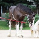 포니랜드 이미지