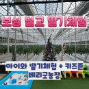 보성 벌교 겨울 여행 아이와 딸기 체험 가볼만한 곳 - 베리굿농장 내돈내산 후기