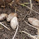 중선포천 이미지