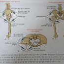 [5강-6 어깨복합체] 어깨관절 3가지 운동면 동작 실습과 자세분석 그리고 고관절 운동 이미지