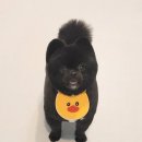 니니 애견 미용실 이미지