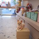 꽃길만 걷게 해줄'개' 이미지