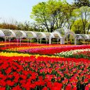 동호목장 | 🌸 2026 4월 봄 꽃 축제 여행지 BesTS 20!!