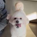24시 인천 이음동물의료센터 | 24시인천이음동물의료센터에서 안심할 수 있는 반려동물 건강검진 경험