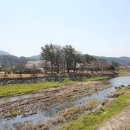 하천섬(솔밭) 이미지