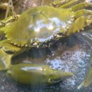 옹기꽃게장 이미지