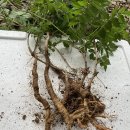 한련화 디기탈리스 능소화 은행묘목외 이미지