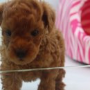 펫매니저 이미지