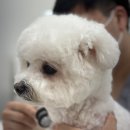 위런한방재활동물병원 이미지