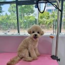 멍멍 애견미용 이미지