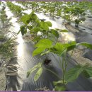 황골농장 이미지