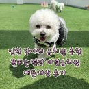 팔자좋은강아지 | 인천 강아지 유치원 추천 꽃피는견생 애견유치원 내돈내산
