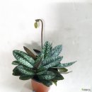 향원이네다육 | [3/29] 심폴 생생 구매 후기 🌱💚💯 (보르니아피나타, 외목대 허브장미, 파피오 페딜럼)