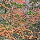 서귀포자연휴양림 이미지