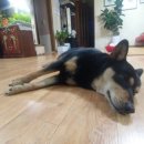 조이애견 이미지