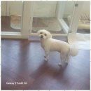 행복한애견미용실 이미지