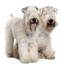 쇼독(Show dog) 이미지