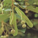 서울석유(주) 모과나무주유소 | 이야기가 있는 나무백과 3