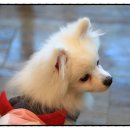 들어오시개 이미지