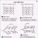 08학번 김건우 입니다. 파마의 원리에 대한 자료입니다. 이미지