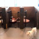 모모몽 애견까페 이미지