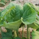 농업회사법인 웰빙주식회사 이미지