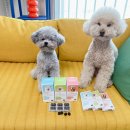 세린파즈 토이푸들 | 강아지 오메가3 영양제 피부영양제 후기