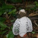 하얀버섯 이미지