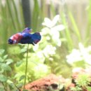 어항 | 베타 키우기, 무환수어항 자동청소어항 후기