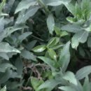 달맞이농장 이미지