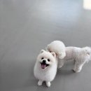 온리 펫살롱 이미지