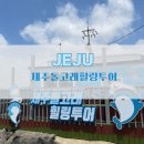 대정읍 구연청사무실 옆 | 제주 이색체험 돌고래힐링투어 내돈내산 돌고래본썰풀기