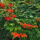 삼삼컨트리클럽 이미지