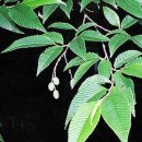 오리나무로 이미지