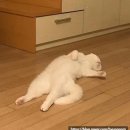 452. 이머시브스튜디오 홍대점 < 당신없이는 > 홍대 방탈출 후기