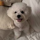 보니또따 이미지