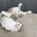 주코코