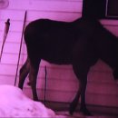 말코농장 이미지