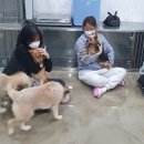 더펫센터
