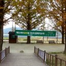 순창 메타세콰이어길 이미지