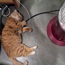 달봉이민박 이미지