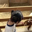 황소농장 | 파주 아기랑 갈만한곳 ‘룰루목장’ 재방문 솔직후기