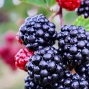 에스바디짐 이미지